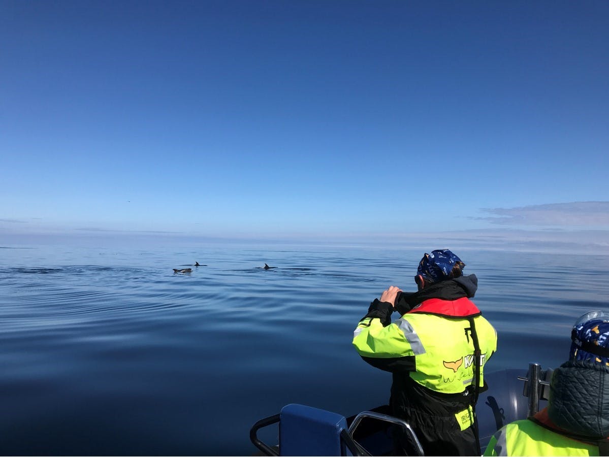 RIB Speedboat Whale Watching in Reykjavík